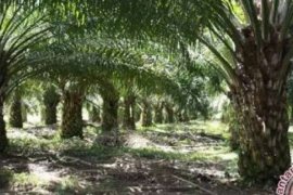 5 ASN Ditetapkan Sebagai Tersangka Korupsi Penerbitan Sertifikat Lahan TNTN