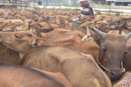 70 Persen Peternak Pekanbaru Budidayakan Sapi Bali, Polulasinya 2.000 Ekor