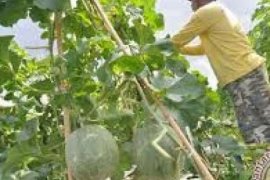   Dumai Intens Bina Petani Hadapi Penas KTNA