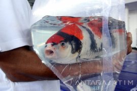 Kontes Koi Tingkat Nasional