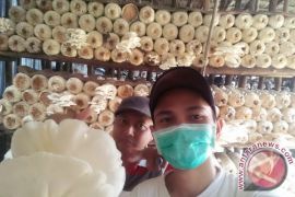 Pengusaha Jamur Tiram Sulit Berkembang