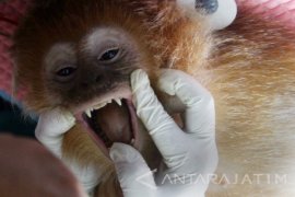 Pemeriksaan Lutung Jawa