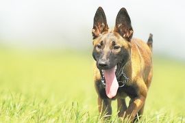 Satu Warga Sintang Tewas Terkena Rabies