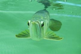 Lima negara akan ikut kontes arwana Kapuas Hulu