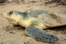 Pemkab Sambut Baik Konservasi Penyu di Paloh 