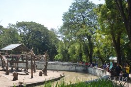 Pengunjung KBS Meningkat Saat Libur UN 