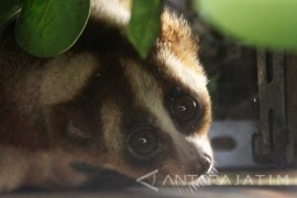 Pelepasliaran Kukang Jawa