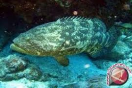 KKP Bantu Wakatobi Kembangkan Budi Daya Kerapu 