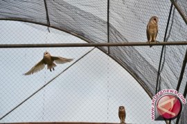 Menanti Agrowisata Burung Hantu di Agam