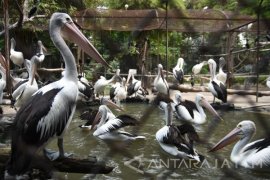 245 burung pelikan mati akibat flu burung di Mauritania