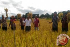 Pemkab Samosir Komit Kembangkan Sektor Pertanian