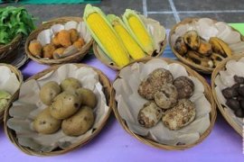 Warga Bekasi diharap  bervariasi konsumsi  makanan pokok