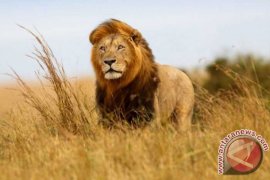 Singa Afrika Tambah Daya Tarik TMSB Kinantan