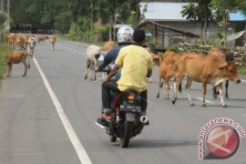 TERNAK BERKELIARAN DI JALAN Page 1 Small