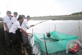Potensi Budidaya Tambak Udang Tala 1.000 Hektare
