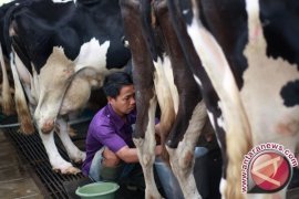 Susu Murni Produksi BBG Laris Manis Saat Liburan