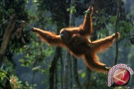 Yayasan BOS Lepasliarkan Enam Orang Utan