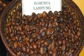 Waykanan pamerkan kopi robusta