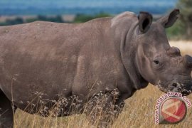 Sulit Cari Pasangan, Badak Terancam Punah Ini Ikut Tinder