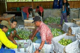 Bojonegoro Mulai Kirim Komoditas Pertanian Ke "Carrefour"