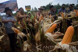 Menkop Dan UKM Panen Raya Jagung 