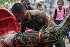 Berkeliaran Di Permukiman Warga, Buaya 1,8 Meter Diamankan BBKSDA Riau