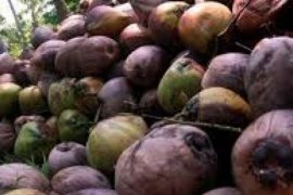 Pemkab Inhil Upayakan Peningkatan harga Jual Kelapa Daerah Setemmpat