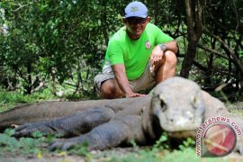 Penutupan Pulau Komodo harus dikaji secara baik