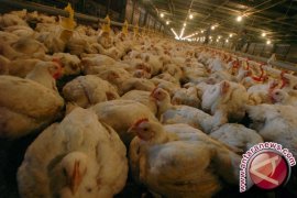 Permainan Broker Diduga Pemicu Melonjaknya Harga Ayam