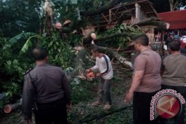 Tragis, Sedang Tidur Tewas Tertimpa Pohon