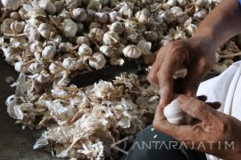 Jangan dibuang, ini manfaat kulit bawang