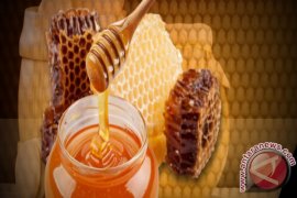 Khasiat madu Keluluk gencar dipromosikan petani Lubuk, Bangka Tengah