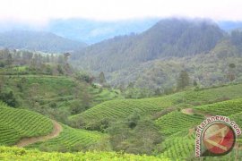 Lahan kritis di Bangka mencapai 26.000 hektare