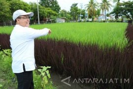 Banyuwangi Gelar Pameran Perpaduan Pertanian-Wisata
