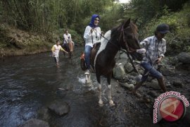 Wisata berkuda susuri sungai Page 1 Small