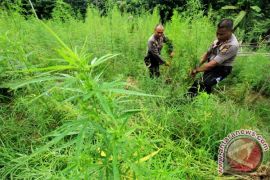 Polres Nias Selatan temukan satu hektare lahan ganja