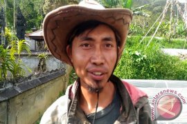 Petani Stroberi Pancasari Merugi Akibat Cuaca Buruk