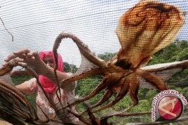 Indonesia Ekspor Perdana Gurita Beku ke Jepang