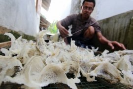 Akibat Harga Sarang Walet "Meroket", Aksi Pencurian Mulai Bergentayangan