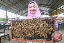 Peternak Lebah Kewalahan Penuhi Permintaan 