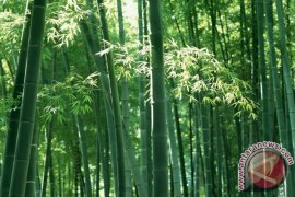 Tapin Kembangkan Tanaman Bambu Untuk Industri