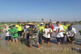 Kodim Bangkalan Canangkan Tanam Padi Massal