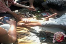 Seekor Harimau Sumatera Tewas Dibunuh Warga