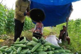 Petani Kampar Ini Berhasil Panen Timun 20 Ton