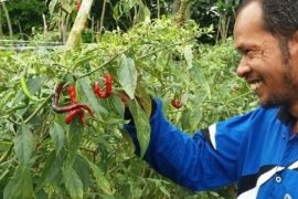 Petani Kuansing Raih Omset Rp65 Juta Setiap Panen