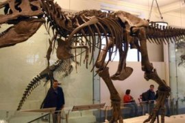 Tahukah Anda, Kekuatan Gigitan T.Rex Setara Dengan Tiga Mobil