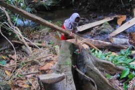 Tiga Pelaku Pembalakan Liar Di Kuansing Dicokok Polisi