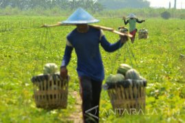 Panen Buah Blewah