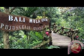 Uniknya BMU di Kawasan Wisata Pujung Kaja (Video)