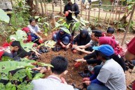 Mahasiswa IPB Ciptakan Bank Bibit Agroforestry Solusi Penyediaan Bibit Tanaman